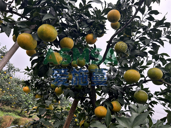 柑橘施肥-愛施蔓蔓葉水溶肥