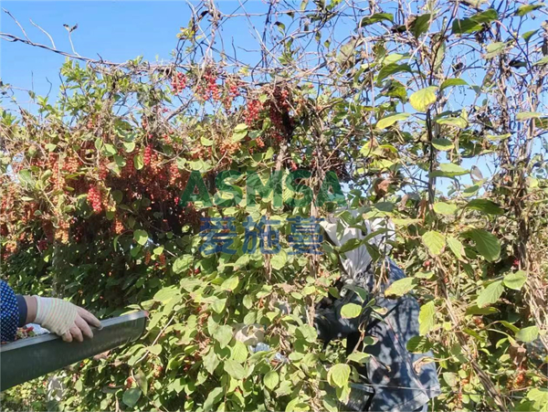 五味子種植用什么水溶肥好？
