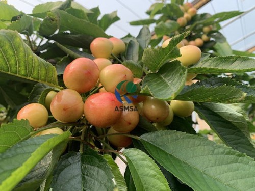 微生物菌劑效果不好，原來是使用方法不對