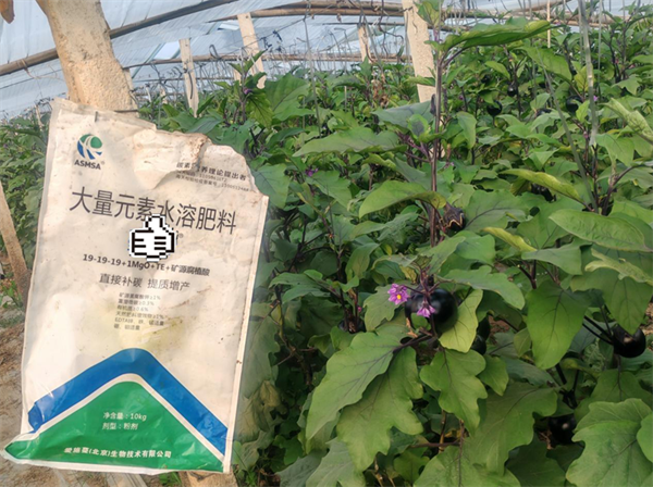 茄子施肥—愛施蔓蔓葉水溶肥