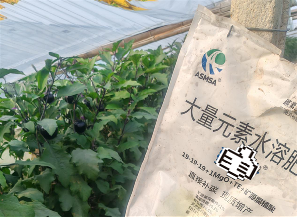 茄子施肥—愛施蔓蔓葉水溶肥