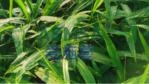 生姜種植如何預(yù)防土傳病害