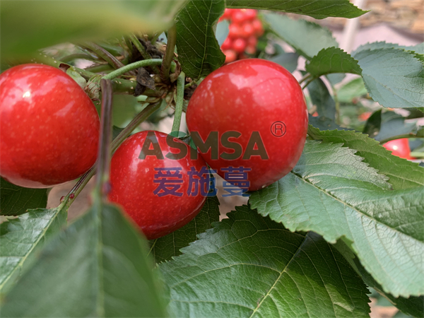 櫻桃施肥-愛施蔓蔓葉水溶肥