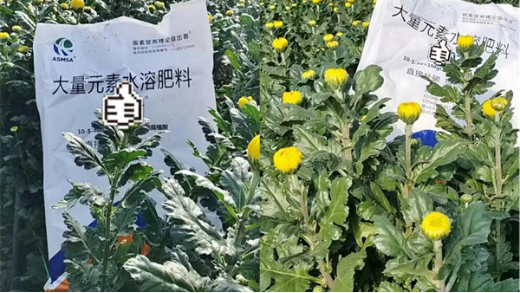 菊花種植如何提高品質(zhì)？