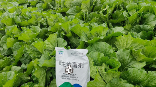 白菜種植秘籍