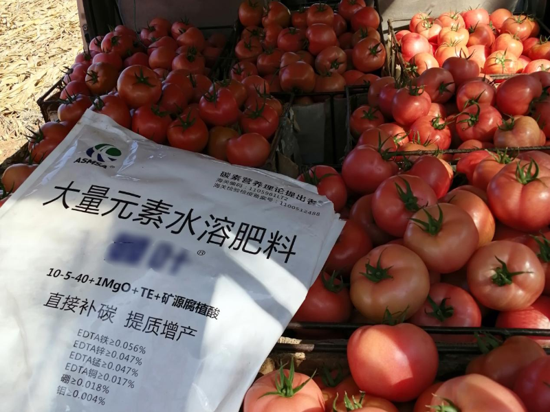 番茄種植—愛(ài)施蔓葉水蔓溶肥