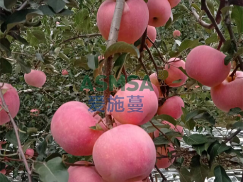 水溶肥品牌如何選擇？趙大哥選擇蔓葉