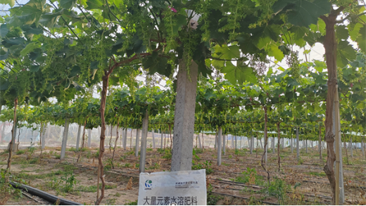 葡萄種植：應(yīng)對(duì)落花落果難題