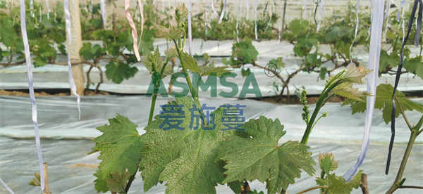 葡萄施肥-愛施蔓蔓葉水溶肥