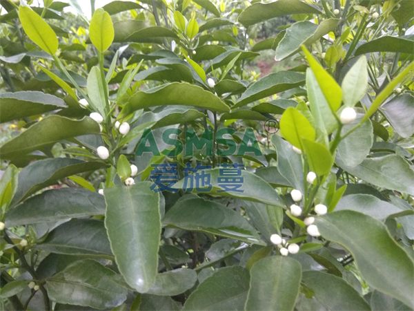 磷酸二氫鉀哪個牌子的質(zhì)量好？