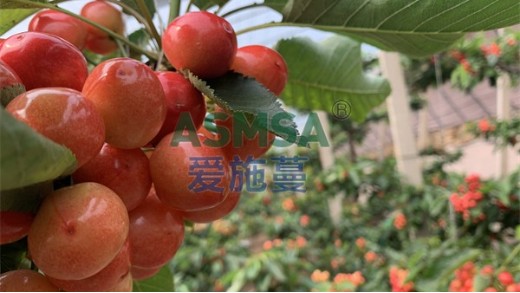 大量元素水溶肥的作用與功效有哪些？