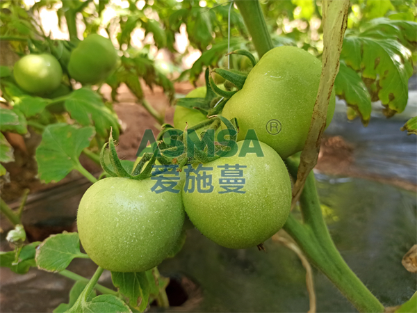 西紅柿膨果期用什么水溶肥好？