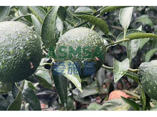 水溶肥助力柑橘提質(zhì)增產(chǎn)