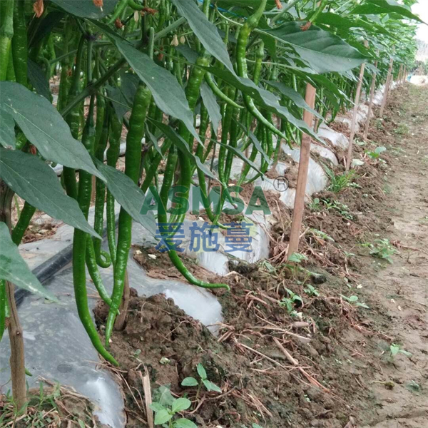 辣椒施肥-愛施蔓蔓葉水溶肥