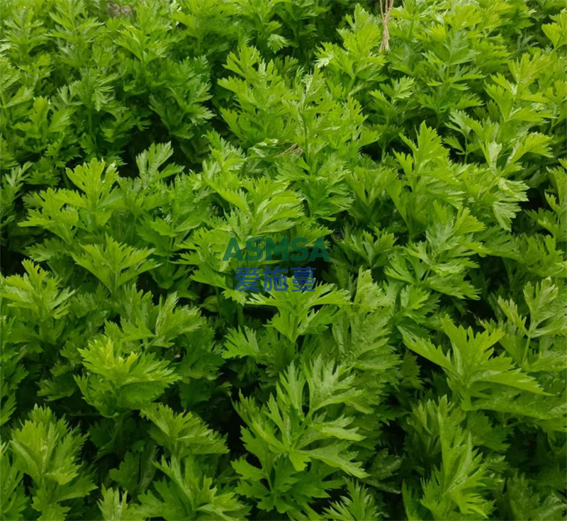 芹菜施肥-愛施蔓蔓葉水溶肥