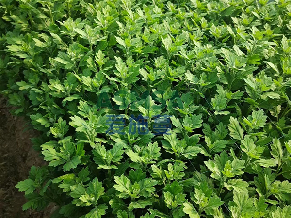 菊花如何施肥，江蘇顏總分享