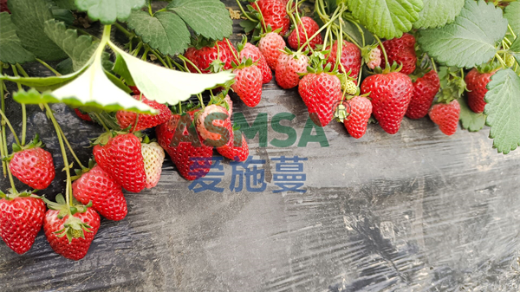 草莓種植如何選擇水溶肥提質(zhì)又增產(chǎn)？