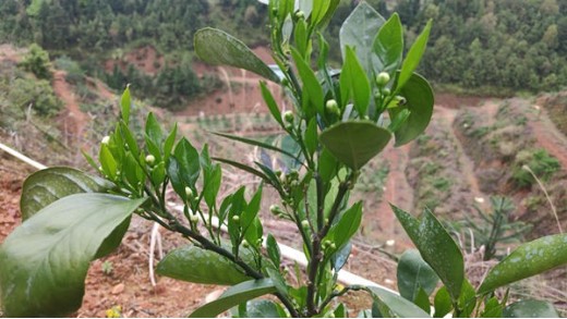 種植柑橘，水溶肥選哪個(gè)？