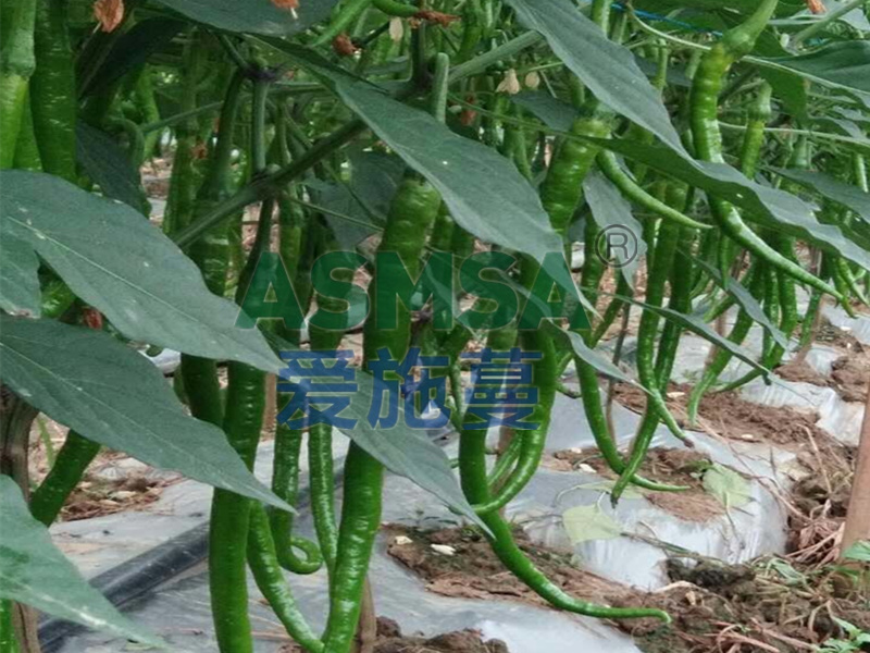 辣椒施肥-愛施蔓蔓葉水溶肥