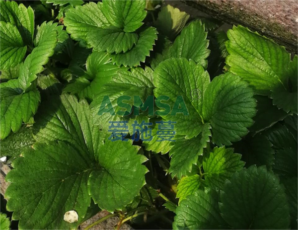磷酸二氫鉀具體好在哪？夏大哥使用分享