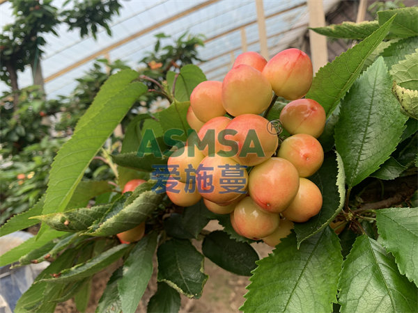 櫻桃施肥-愛(ài)施蔓蔓葉水溶肥
