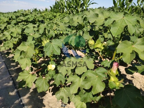 棉花用什么肥好？聽聽李姐怎么說