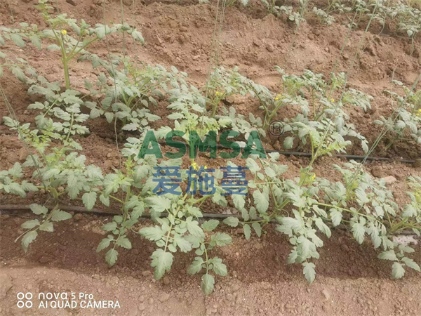 西紅柿施肥-愛(ài)施蔓蔓葉水溶肥