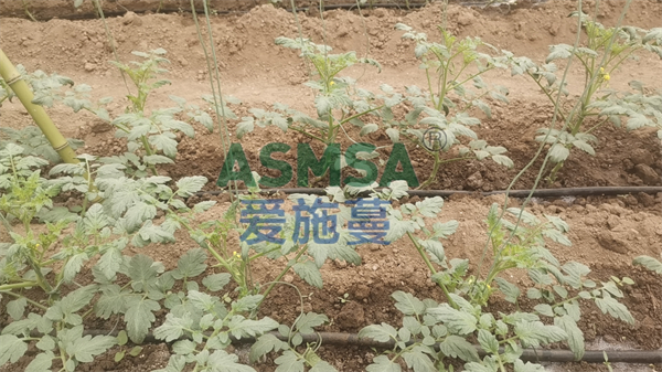 西紅柿施肥-愛(ài)施蔓蔓葉水溶肥