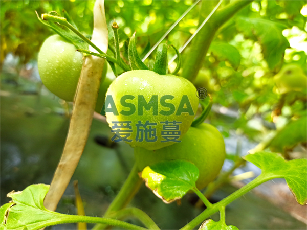 番茄施肥-愛施蔓蔓葉水溶肥