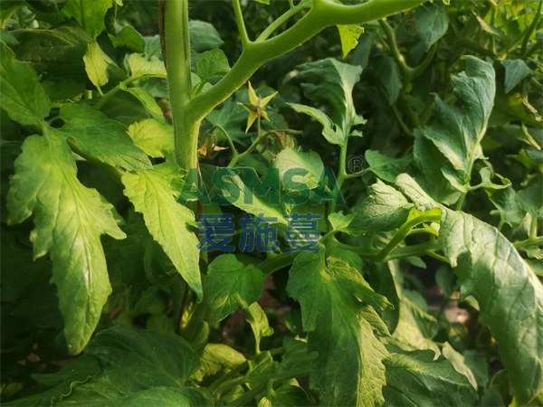 番茄施肥-愛施蔓蔓葉水溶肥