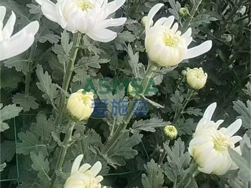 水溶肥施肥注意事項