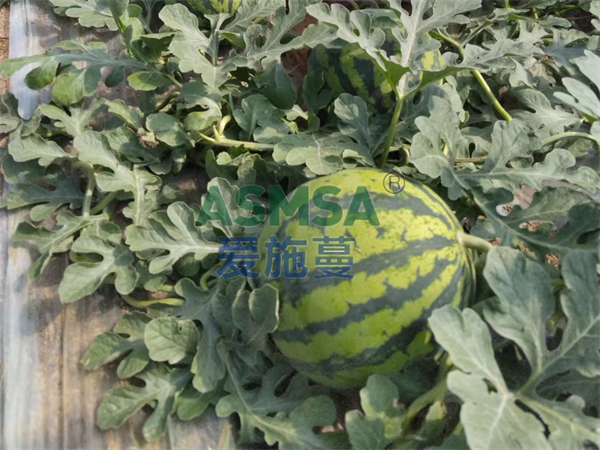 種西瓜用什么肥料好？張大哥分享經(jīng)驗