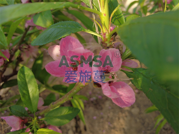 桃樹需要什么肥料？種植戶劉大姐這樣說