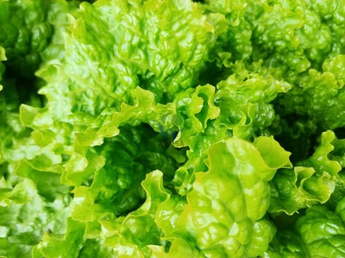 種植戶為何信賴蔓葉水溶肥？